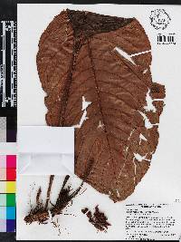 Media resource of Paradrymonia macrophylla