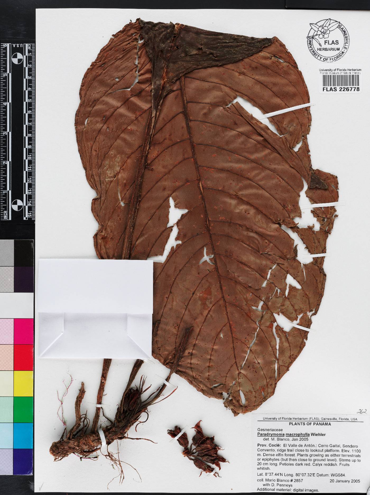 Paradrymonia macrophylla image