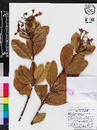 Schultesianthus leucanthus image