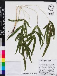 Pteris vittata image