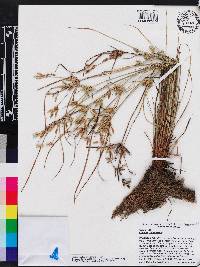 Cyperus compressus image