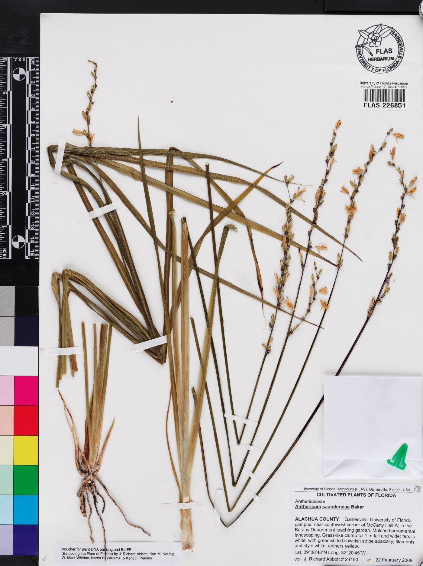 Chlorophytum saundersiae image