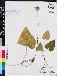 Dorstenia contrajerva image