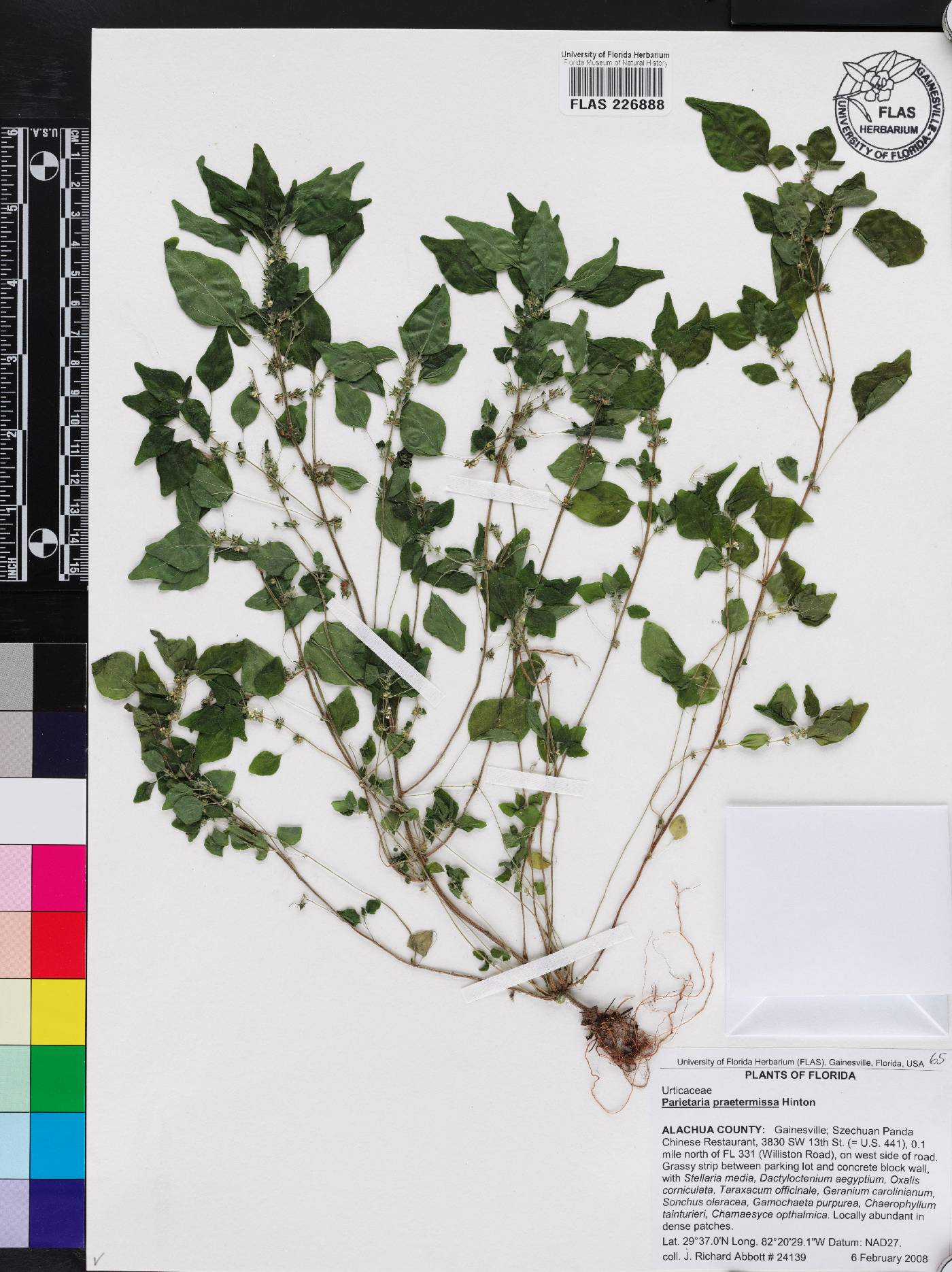 Parietaria praetermissa image