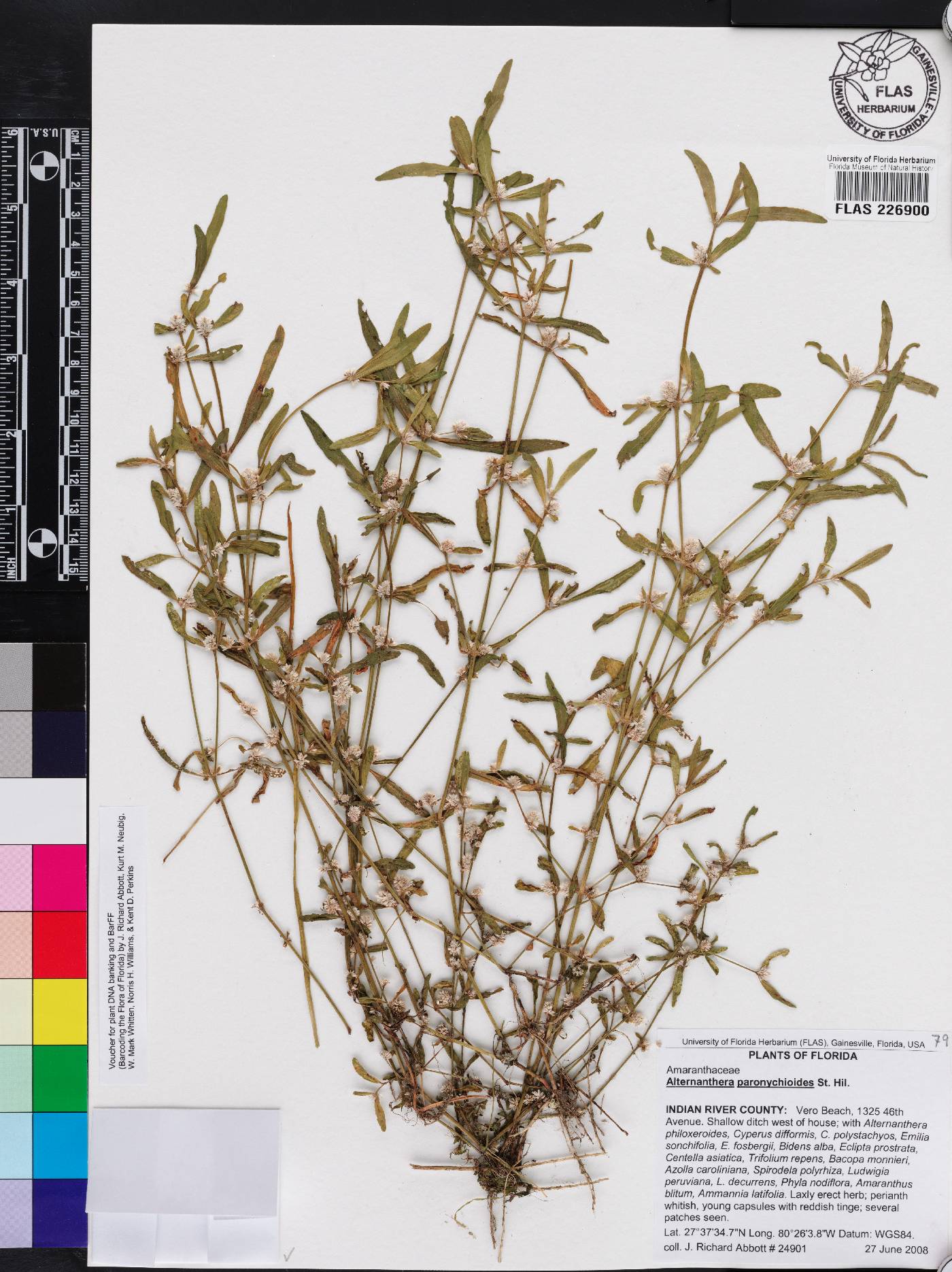Alternanthera paronychioides image