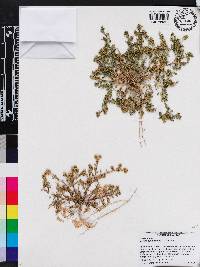 Lepidium didymum image