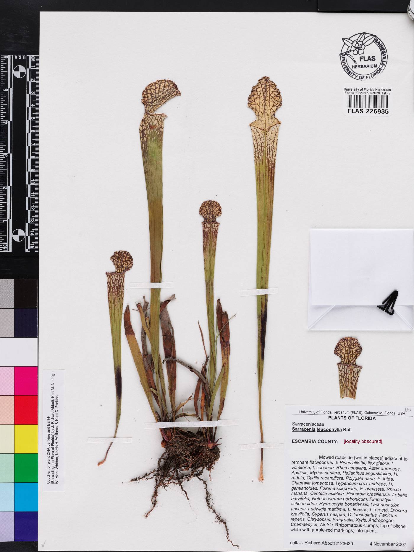 Sarracenia leucophylla image