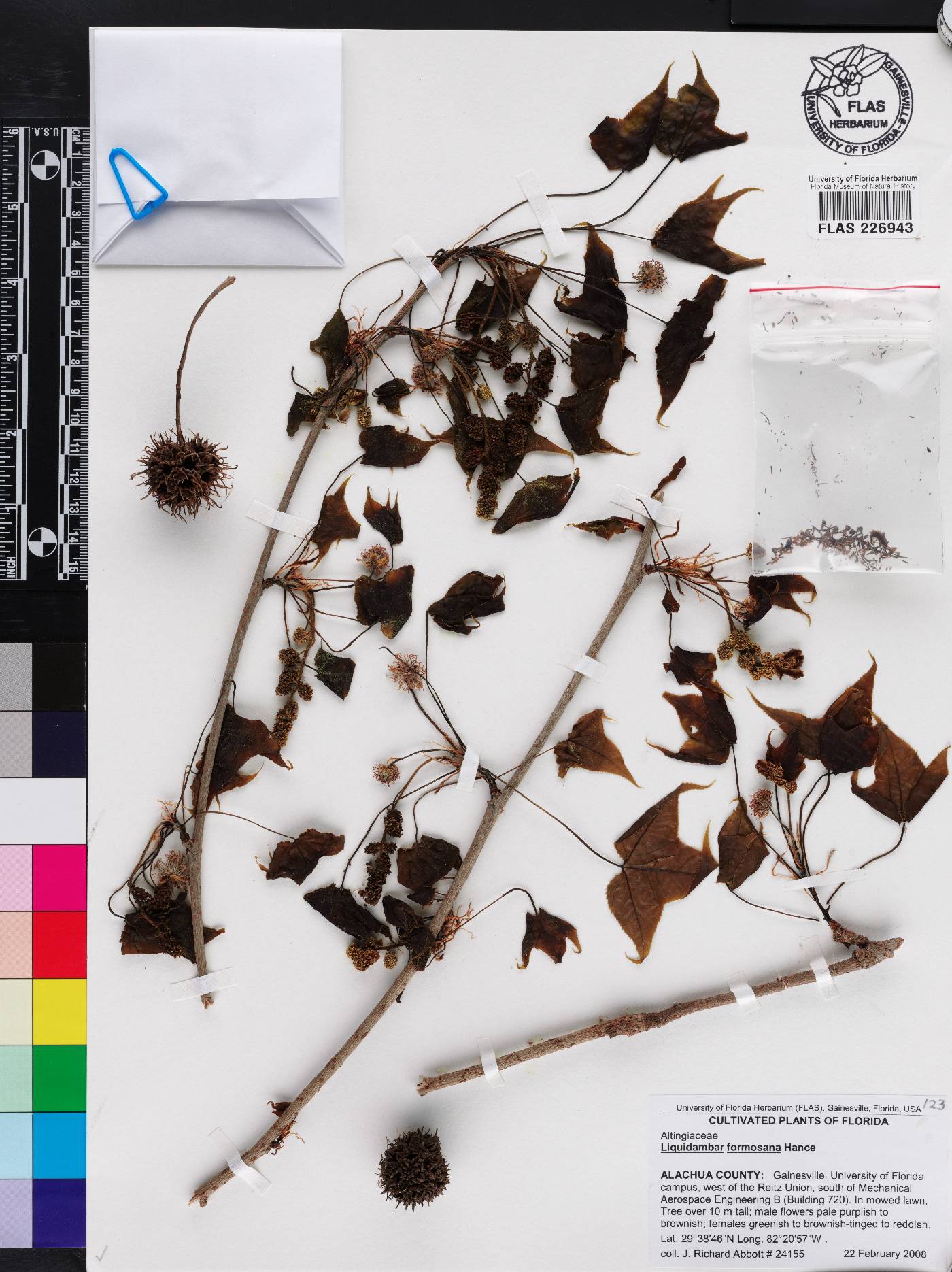 Liquidambar formosana image