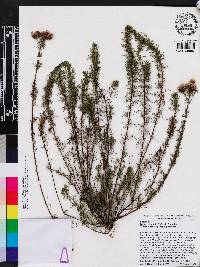 Dalea pinnata image