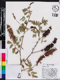 Indigofera hirsuta image