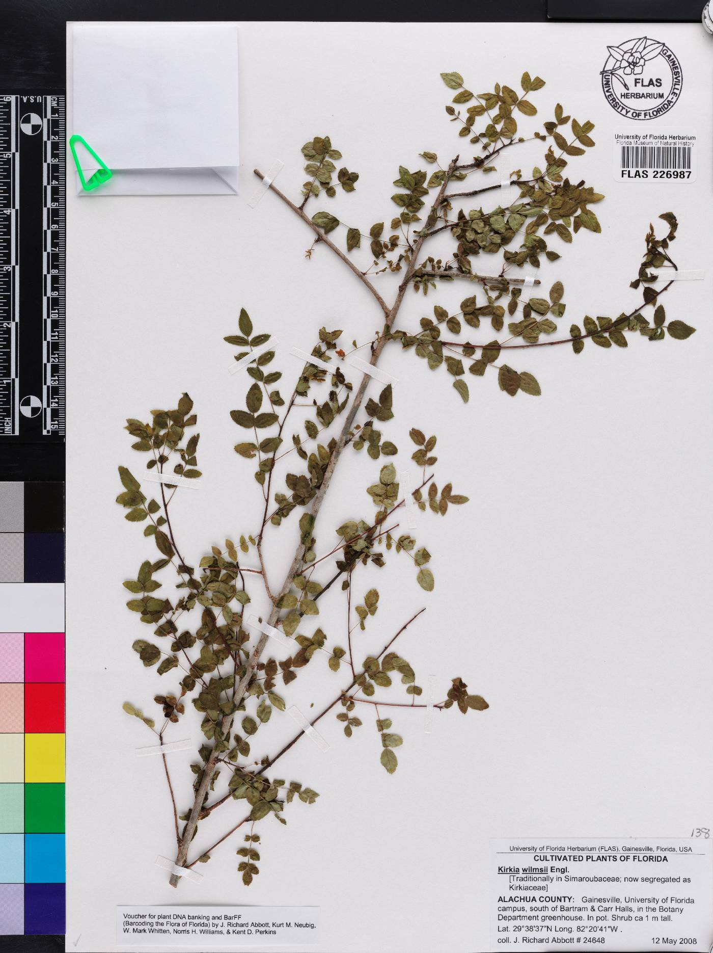 Kirkiaceae image
