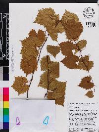 Vitis rotundifolia image