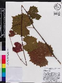 Vitis rotundifolia image