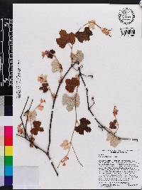 Vitis shuttleworthii image