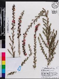 Leptospermum scoparium image