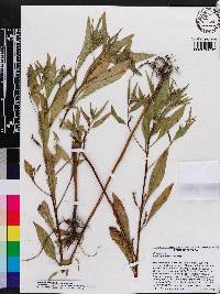 Ludwigia decurrens image