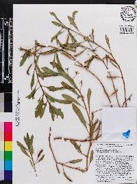 Ludwigia peploides subsp. glabrescens image