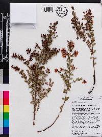 Vaccinium myrsinites image