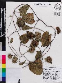 Jacquemontia tamnifolia image
