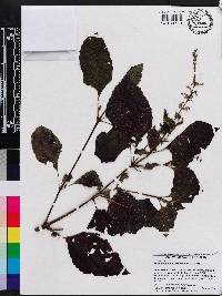 Solenostemon scutellarioides image