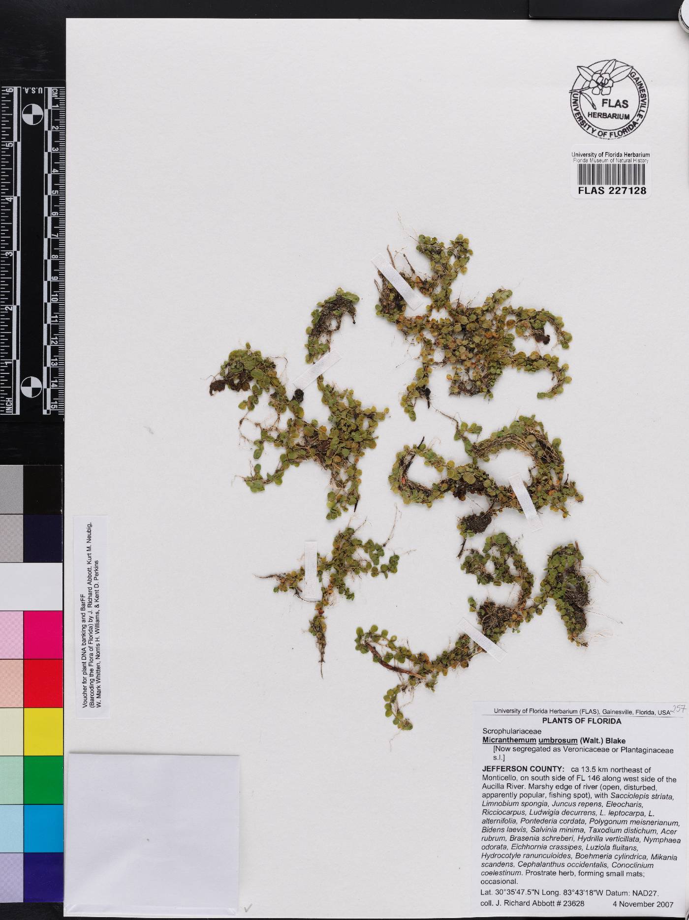 Micranthemum umbrosum image