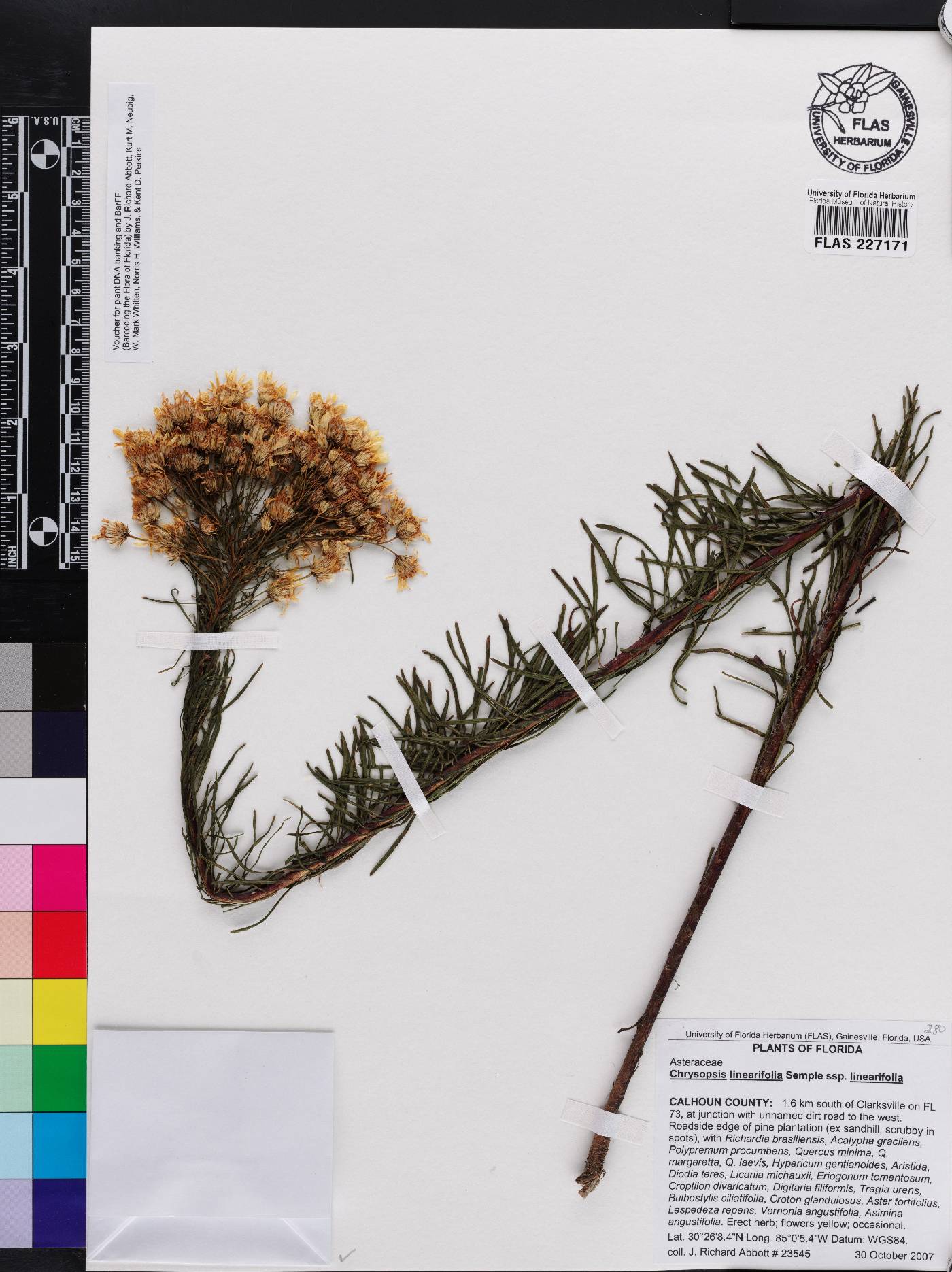 Chrysopsis linearifolia subsp. linearifolia image