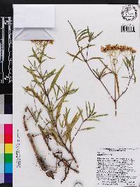 Flaveria linearis image