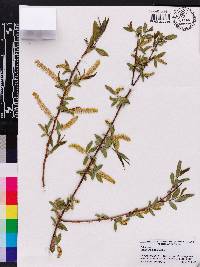 Salix caroliniana image