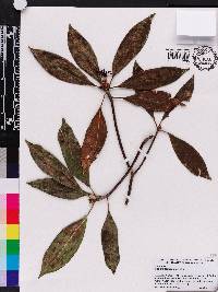 Illicium floridanum image