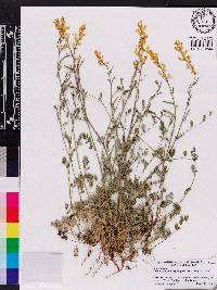 Corydalis micrantha image