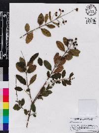 Ligustrum sinense image