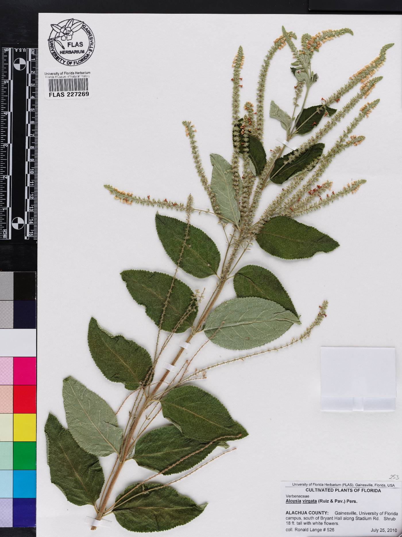 Aloysia virgata image