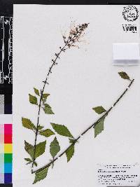 Clerodendranthus spicatus image
