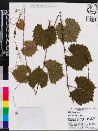 Vitis rotundifolia image