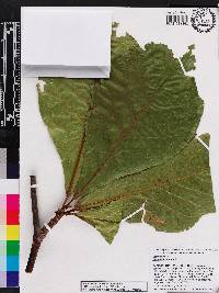 Terminalia catappa image