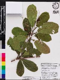 Terminalia muelleri image