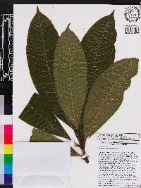 Alstonia macrophylla image