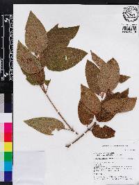 Media resource of Clidemia rubrinervis
