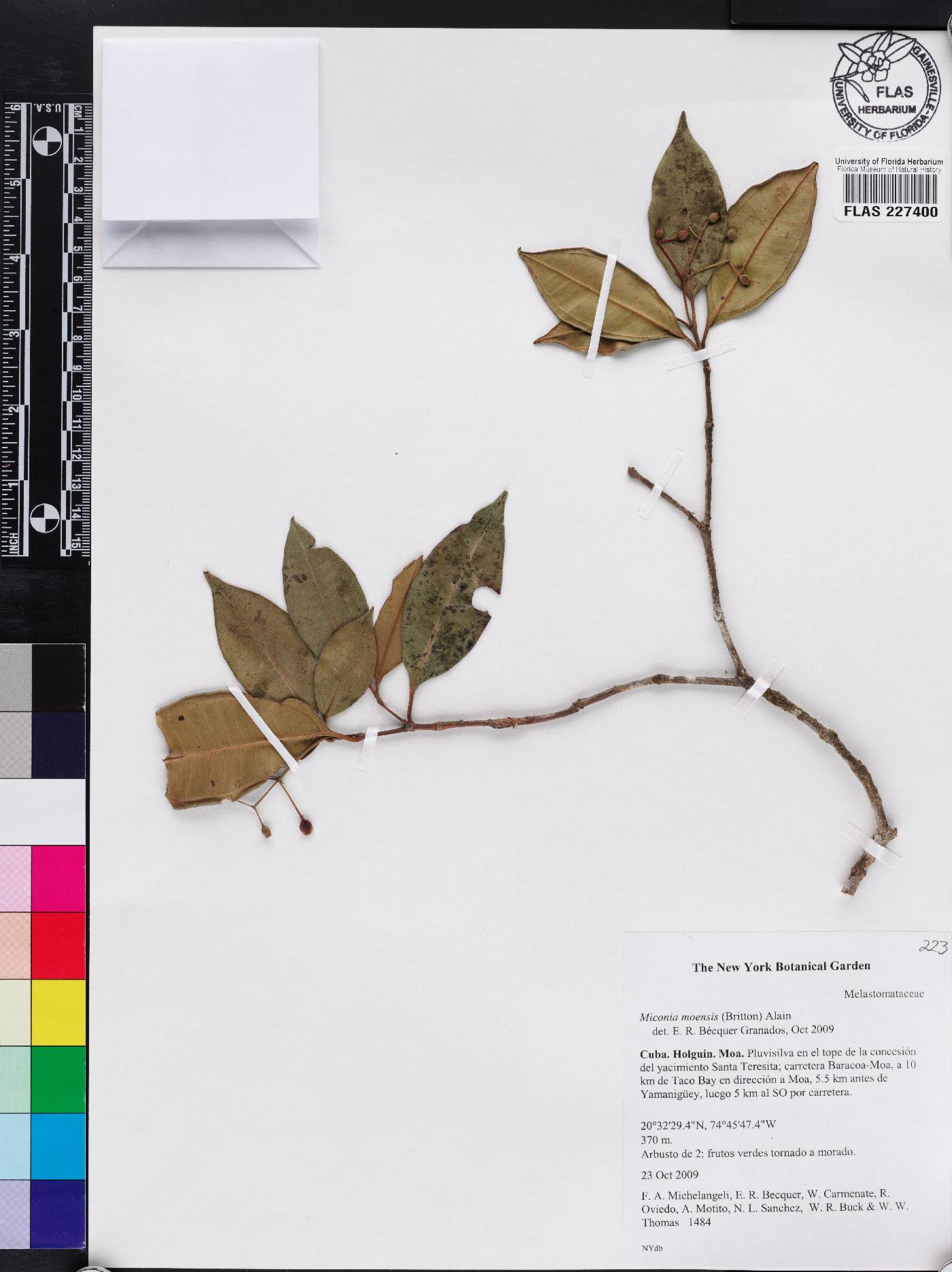 Miconia moensis image