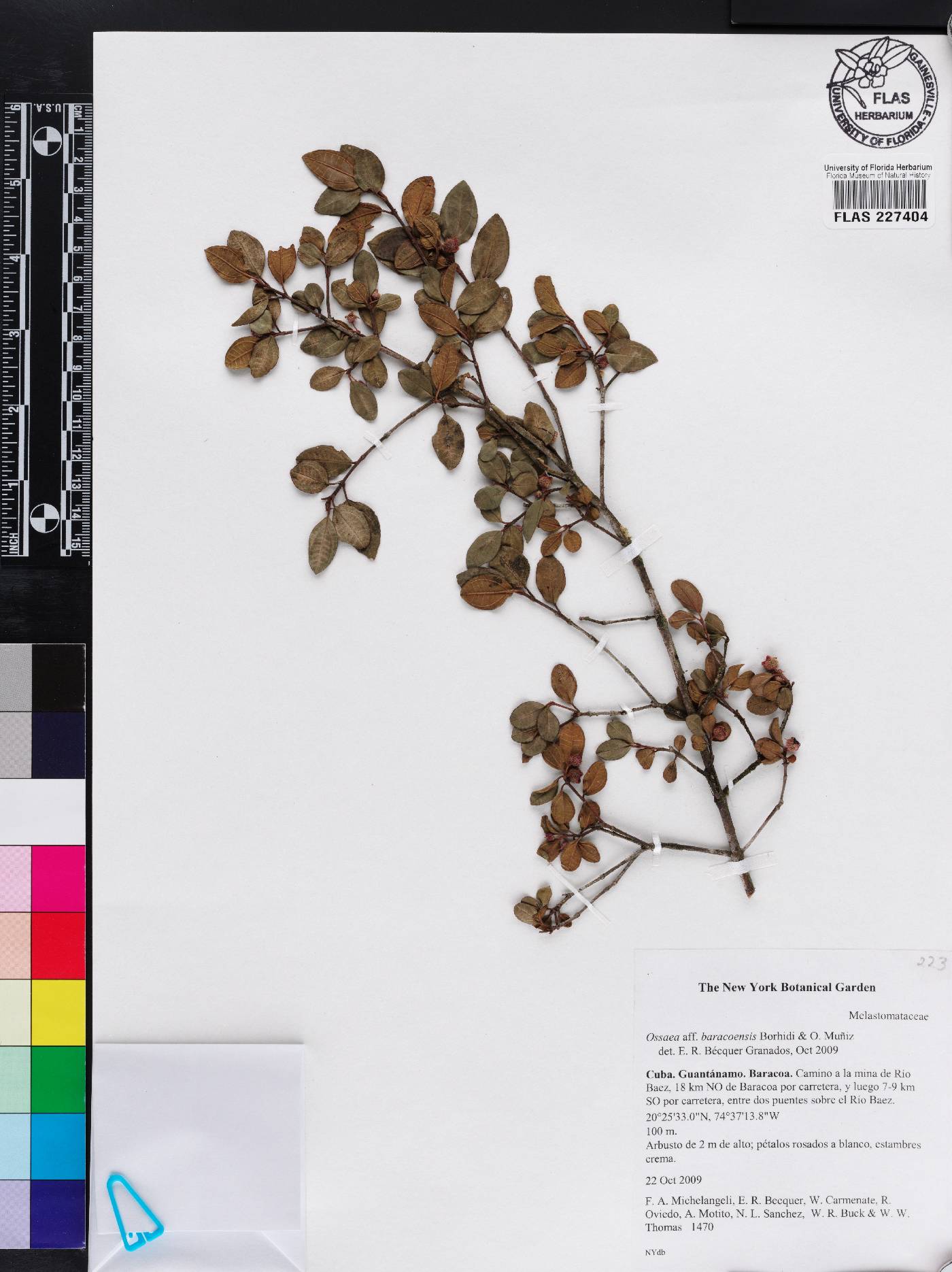 Miconia borhidiana image