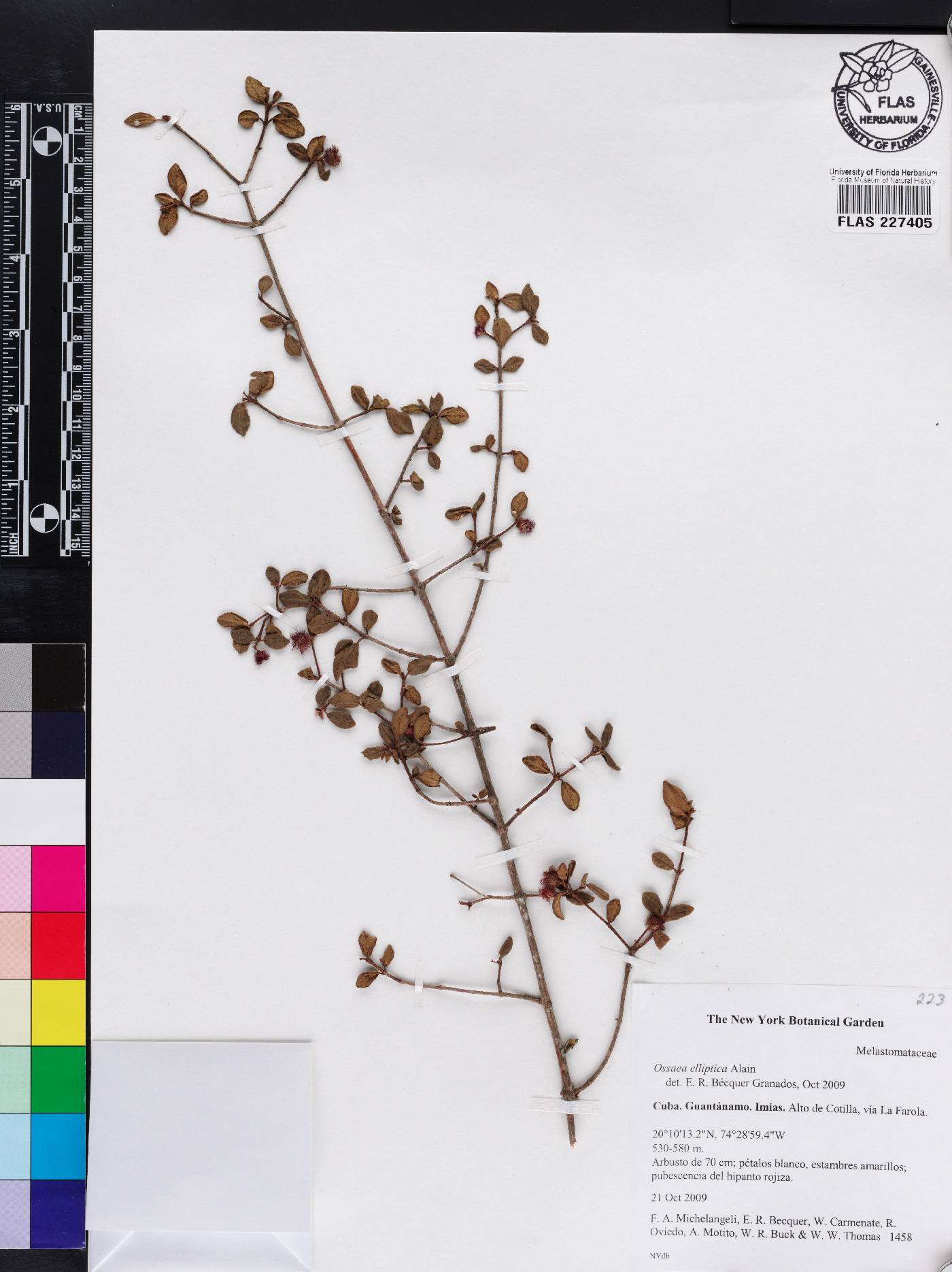 Miconia ascenditricha image