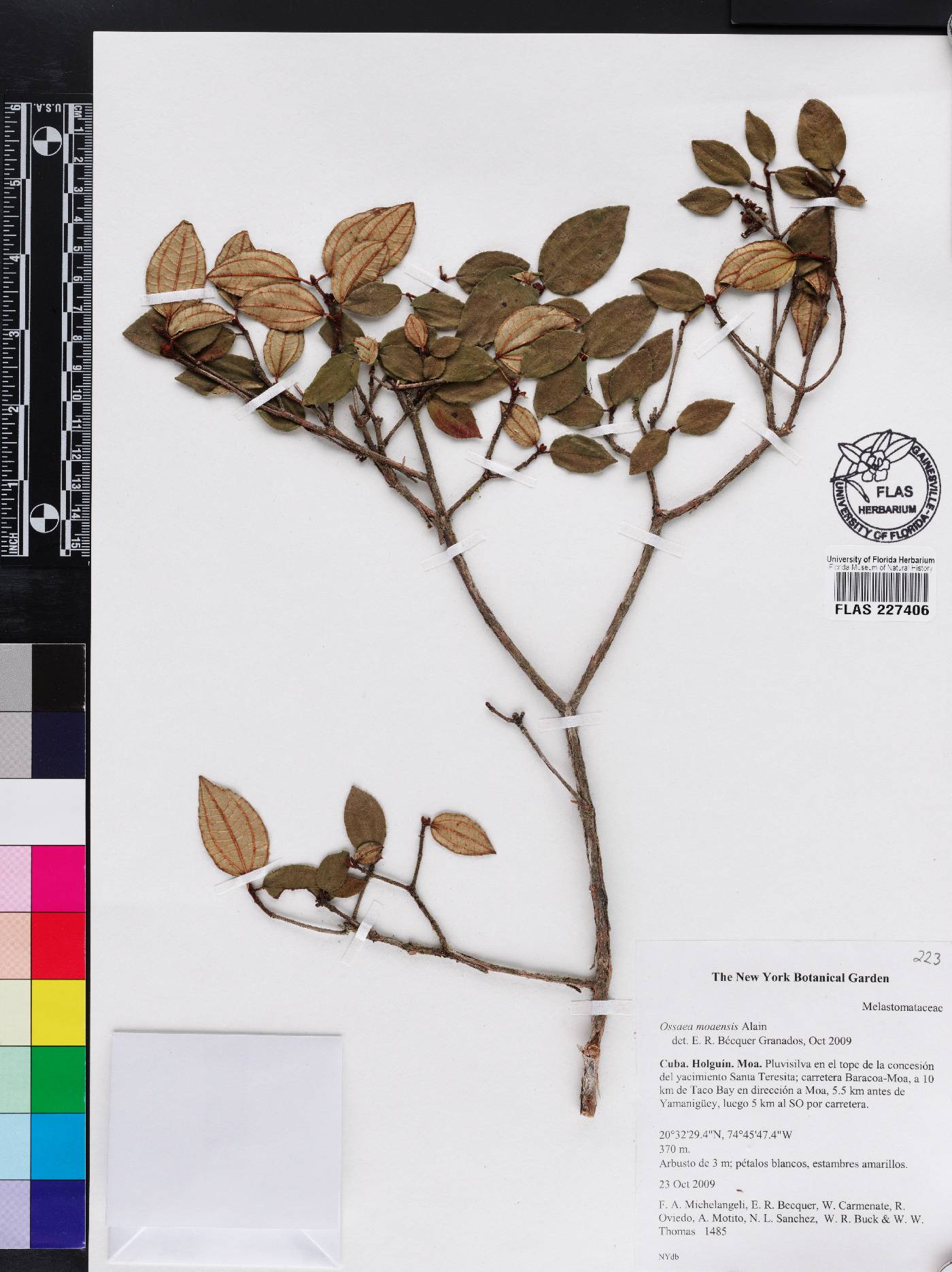 Miconia lutgardae image