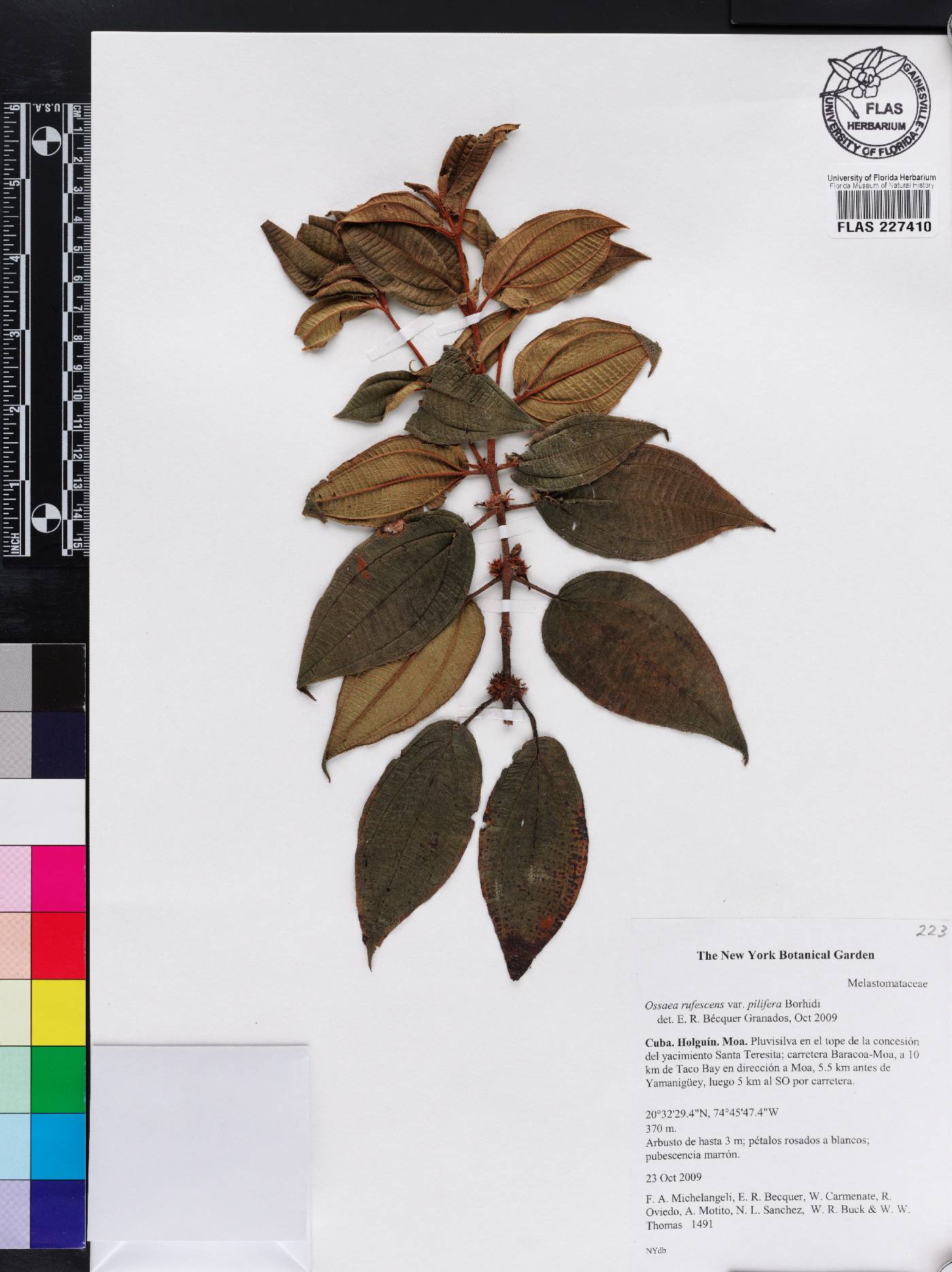 Miconia ruficaulis image