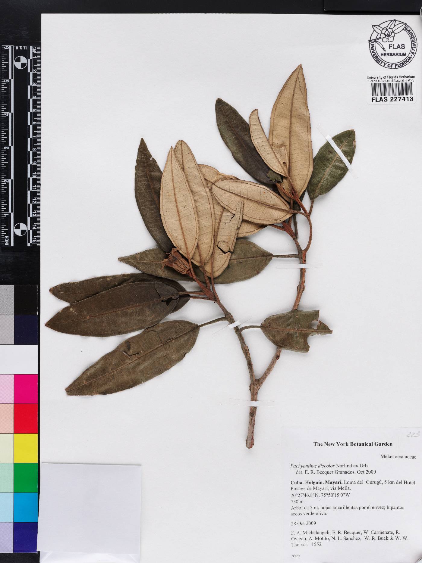 Miconia discolorata image