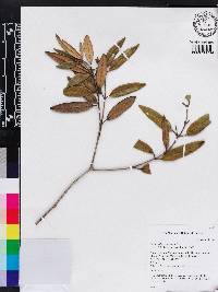 Miconia mayarensis image