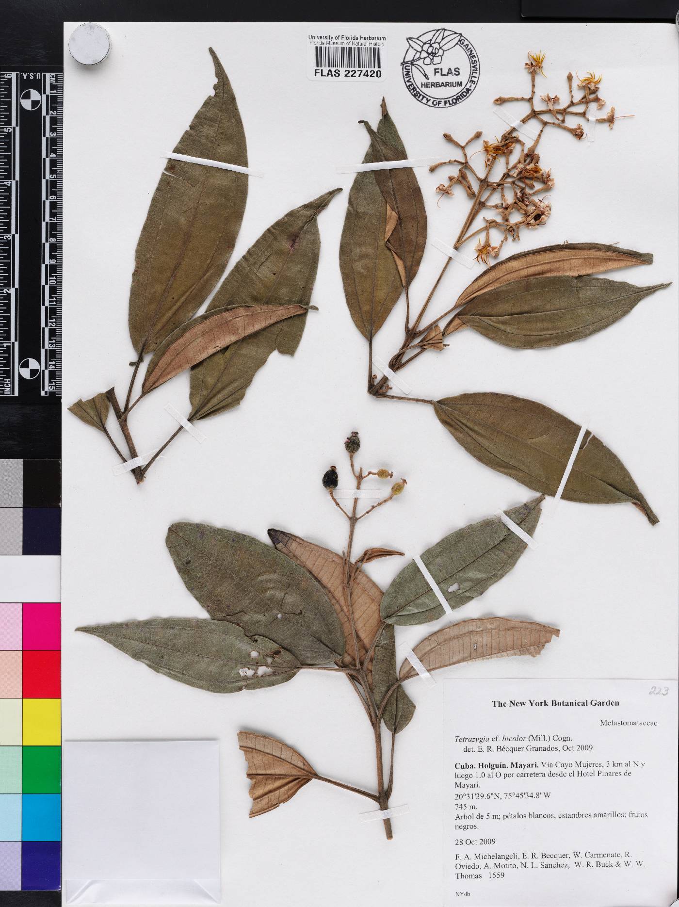 Miconia barbata image