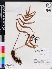 Serpocaulon sessilifolium image