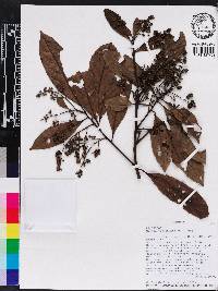 Ocotea floribunda image