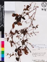 Media resource of Serjania acoma