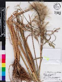 Andropogon glomeratus var. pumilus image